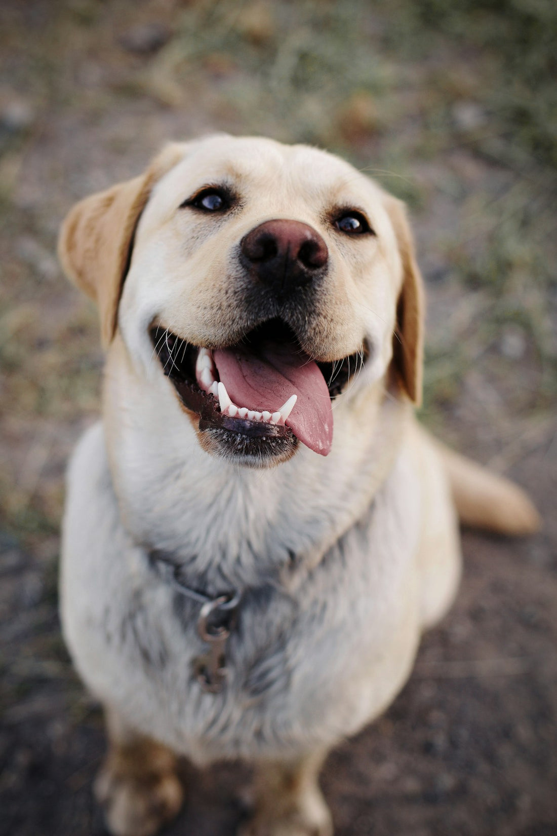 Glad gul labrador retriever som sitter på en gräsmatta.