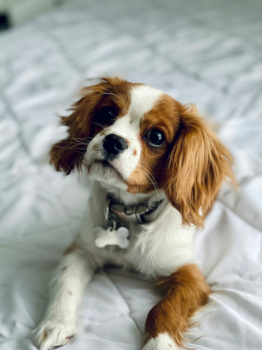 En glad cavalier king charles spaniel sitter i gräset.