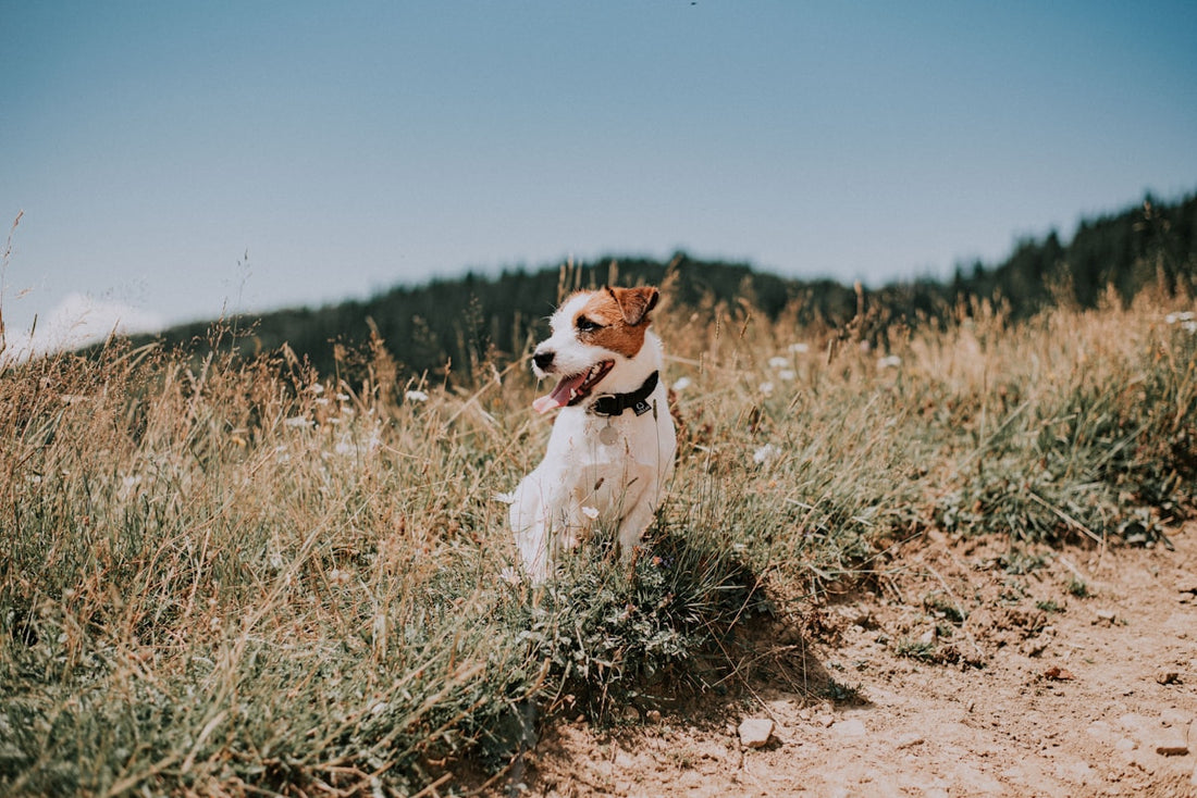 En alert Jack Russell Terrier sitter på en gräsmatta.